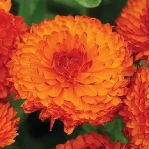 "Calendula Neon Red Flame Color Flower Seeds " - Branzia Herbs