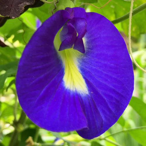 "Aparajita Butterfly Pea Blue Clitoria Flower Seeds "