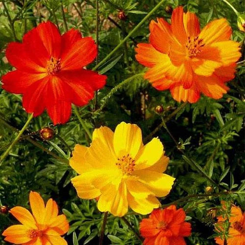 "Cosmos Orange and Yellow Mix Color Flower Seeds " - Branzia Herbs