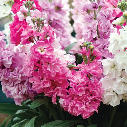 "Stock Matthiola Incana Mixed Color Flower Seeds " - Branzia Herbs