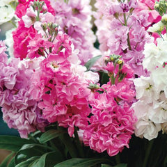 "Stock Matthiola Incana Mixed Color Flower Seeds " - Branzia Herbs