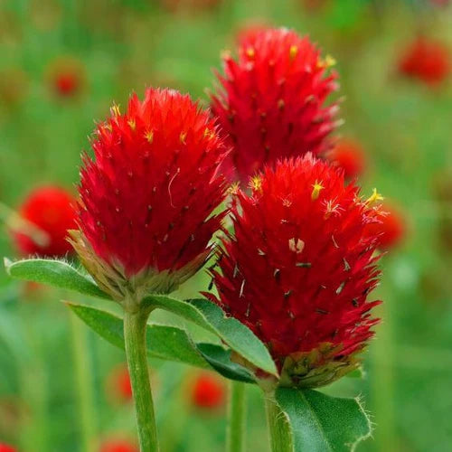 "Gomphrena Haageana Strawberry Flower Seeds " - Branzia Herbs