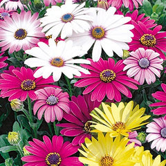 "Osteospermum Flower Seeds " - Branzia Herbs