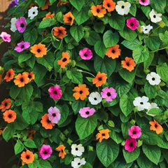 "Thungbergia Grand Clock Vine Creeper Mix Color | Flower Seeds " - Branzia Herbs