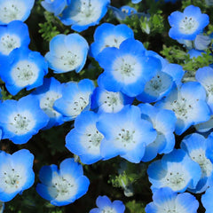 "Nemophila Mix Color | Flower Seeds " - Branzia Herbs