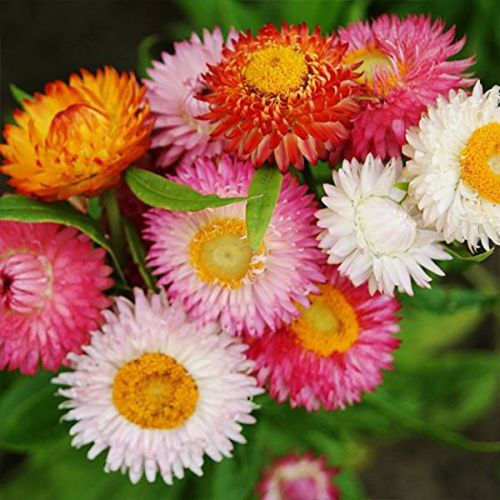 "Paper Flower Helichrysum Bracteatum Mix Color Flower Seeds " - Branzia Herbs