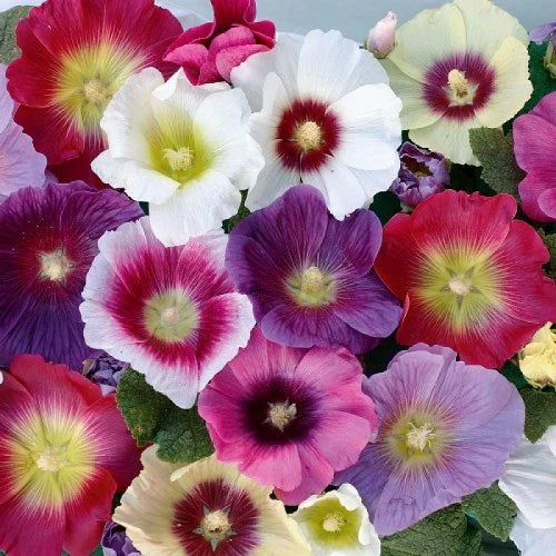 "Hollyhock Mixed Colors Flower Seeds " - Branzia Herbs