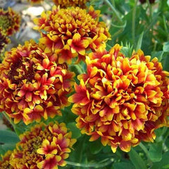 "Gaillardia Finest F1 Mixed Color Flower Seeds " - Branzia Herbs