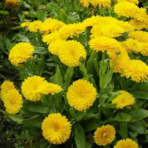 "Calendula Bon Bon Yellow Colors Flower Seeds " - Branzia Herbs