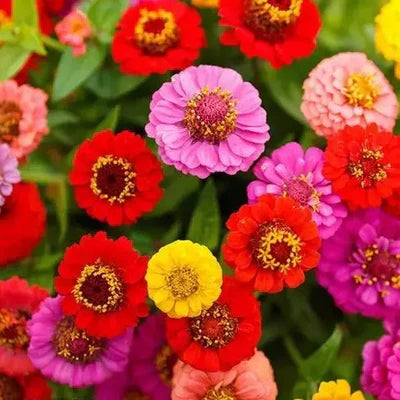 "Zinnia Lilliput Mix Color | Flower Seeds " - Branzia Herbs