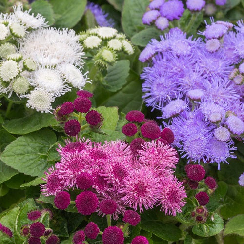 "Agretaum F1 Hawaii Mixed Color Flower Seeds "