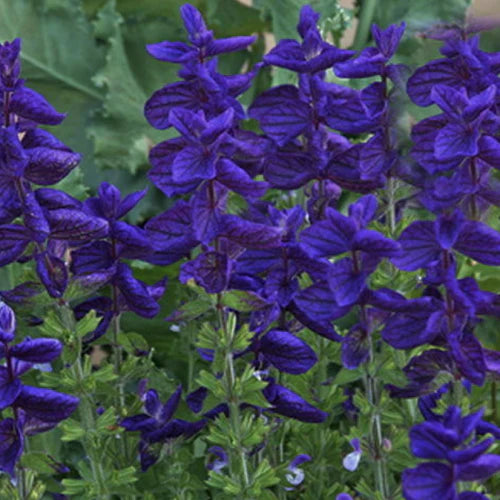 "Salvia Faranecia Blue Color Flower Seeds " - Branzia Herbs