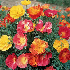 "California Poppy Mix Color Flower Seeds " - Branzia Herbs