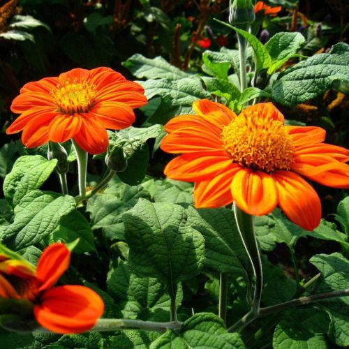 "Tithonia Orange Flower Seeds " - Branzia Herbs