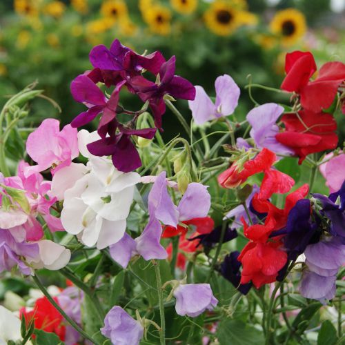 "Sweet Pea Spencer Mixed Color Flower Seeds " - Branzia Herbs