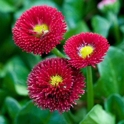 "Daisy Red Bellis Perennis Flower Seeds " - Branzia Herbs