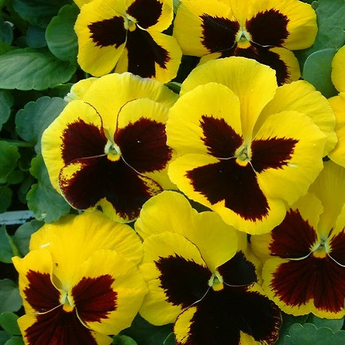 "Pansy F1 Yellow Blotch Color Flower Seeds " - Branzia Herbs