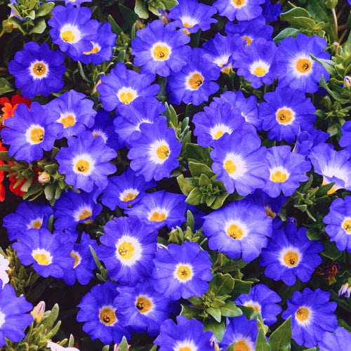 "Nolana Blue | Flower Seeds " - Branzia Herbs