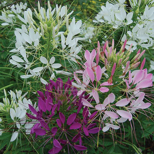 "Cleome Spinosa Mixed Colors Flower Seeds " - Branzia Herbs