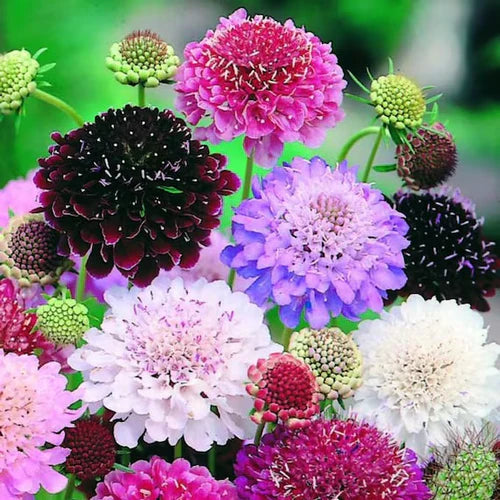 "Scabiosa Tall Mix Color | Flower Seeds " - Branzia Herbs