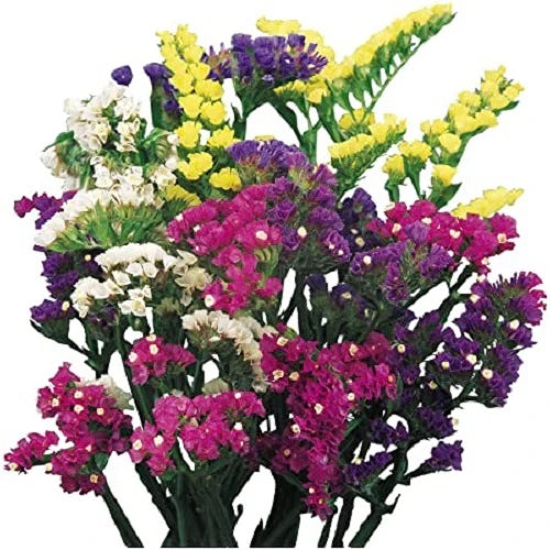 "Statice Pacific Mixed Color Flower Seeds "