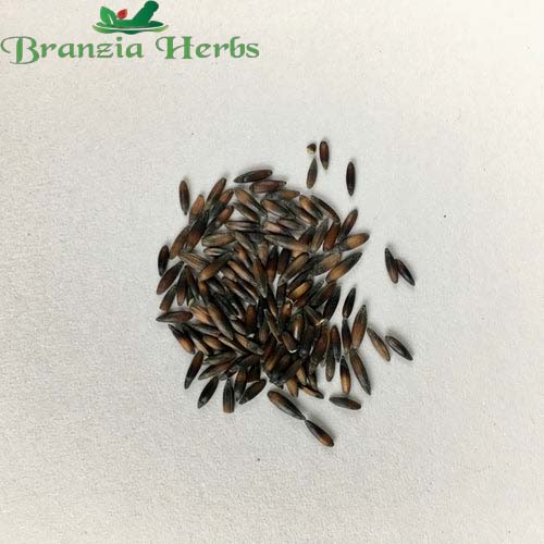 "Statice Pacific Mixed Color Flower Seeds " - Branzia Herbs