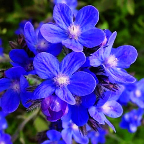 "Anchusa | Flower Seeds " - Branzia Herbs