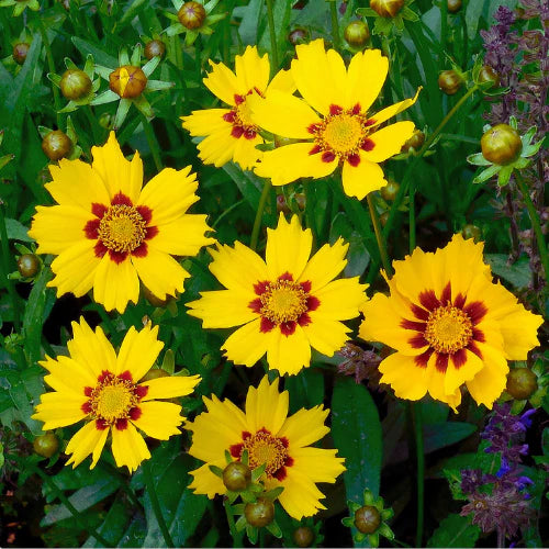 "Coreopsis Flower Seeds "