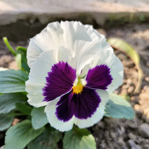 "Pansy F1 White Blotch Flower Seeds " - Branzia Herbs