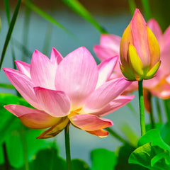 "Lotus Plants Pink Flower Seeds " - Branzia Herbs