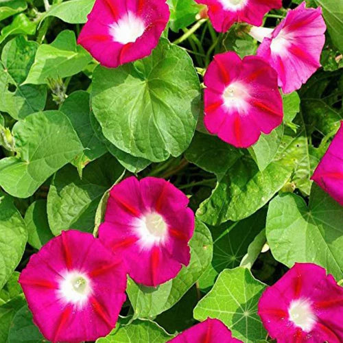 "Ipomea Scarlett O'Hara Morning Glory Seeds | Flower Seeds "