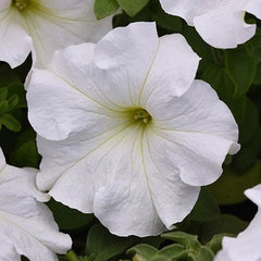 "Petunia Grandiflora White Color Flower Seeds " - Branzia Herbs