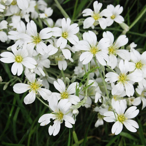 "Gypsophila White Color Flower Seeds "