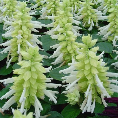 "Salvia Sizzler White Color Flower Seeds "