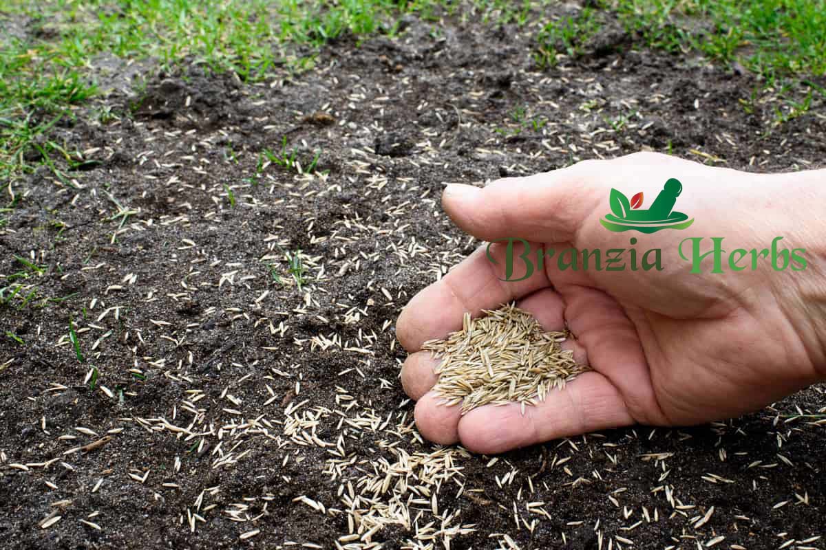 Bermuda Grass Seeds, Lawn Grass Bermuda, Bermuda Lawn Grass Seed For Home Garden Seed