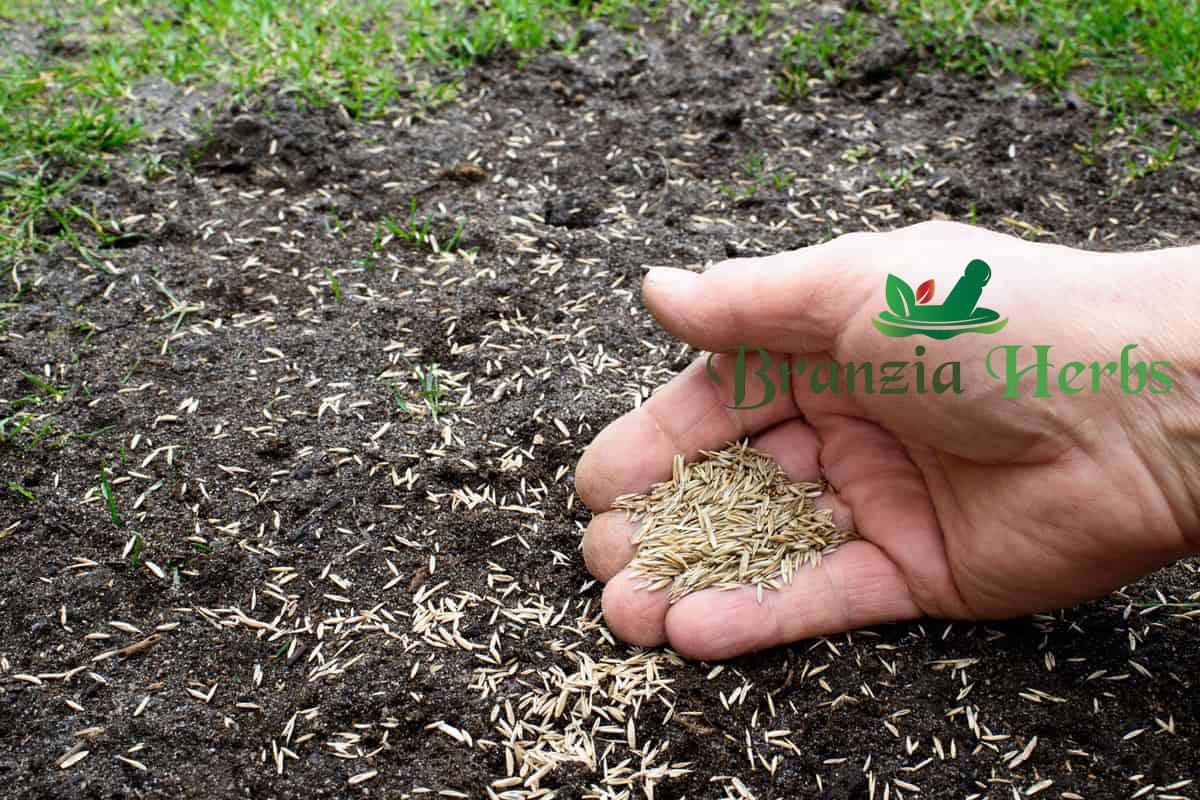 garden grass seeds near me Quality Bermuda Grass Seeds for Lush Lawns – Branzia Herbs