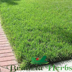 Tall Fescue Lawn Grass