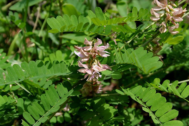 "Gunja Safed White Gunja | Abrus Precatorius White Chirmi | Herb Seeds " - Branzia Herbs