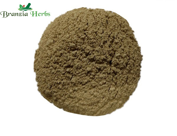 Majufal Powder – Maya Powder – Oak Gall – Quercus infectoria - Branzia Herbs