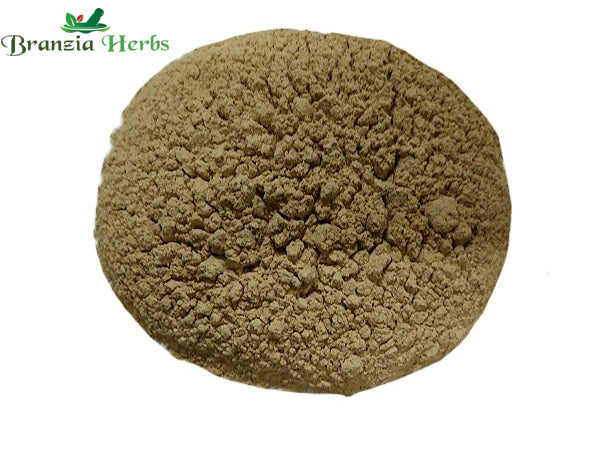 Sarpagandha Powder – Rauwolfia serpentina - Branzia Herbs