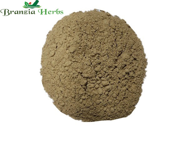 Shikakai Powder – Acacia concinna - Branzia Herbs