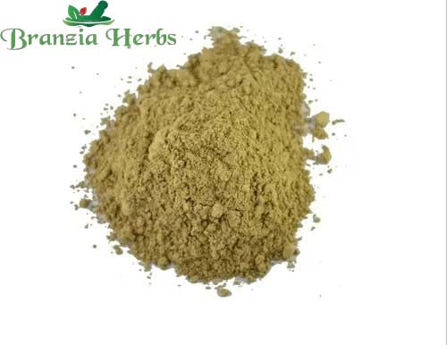 "Gurmar Powder - Gudmar Leaves powder - Gymnema Sylvestre - Periploca Of The Woods " - Branzia Herbs