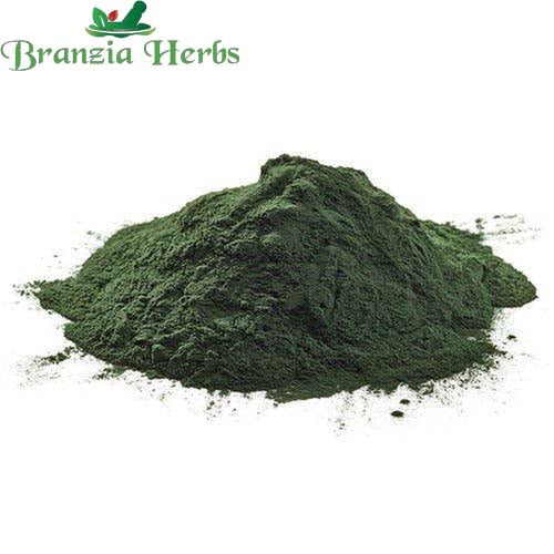 "Spirulina Powder - Arthrospira platensis " - Branzia Herbs