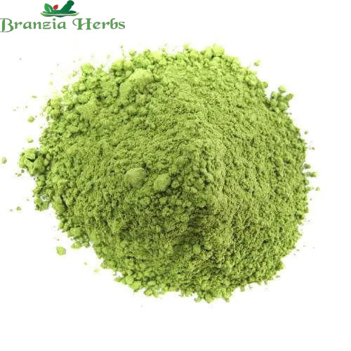 Barley Grass Powder - Hordeum vulgare - Branzia Herbs