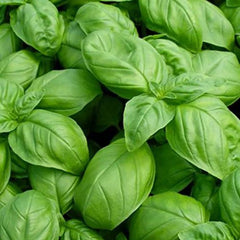 "Basil Herb Plant Seeds - Branzia Herbs