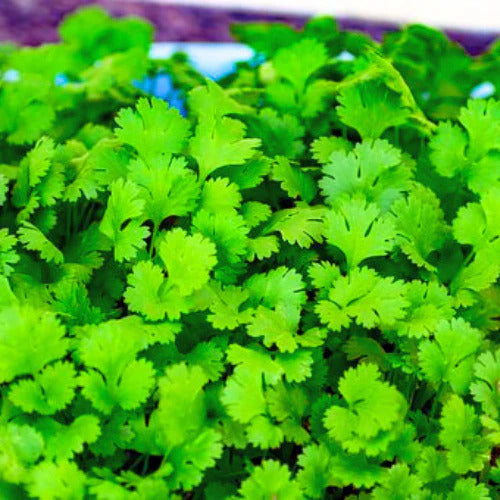 "Coriander Dhania F1 Hybrid Seeds | Herb Seeds " - Branzia Herbs