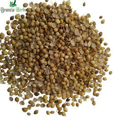 "Coriander Dhania F1 Hybrid Seeds | Herb Seeds " - Branzia Herbs