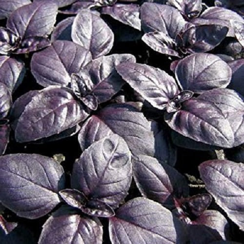 "Basil Purple Color | Herb Seeds " - Branzia Herbs