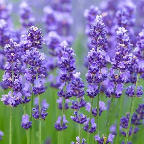 "Lavender Herb Seeds " - Branzia Herbs