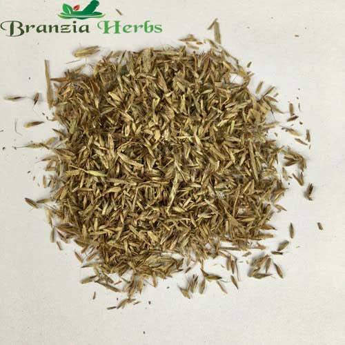 "Lemon Grass Herb Seeds " - Branzia Herbs